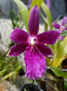 Miltonia Honolulu