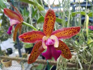 Cattleya Netrasiri Beauty