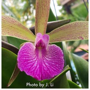 Brassocattleya Sun Spots-nodosa