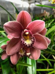 Cymbidium Rincon Fairy