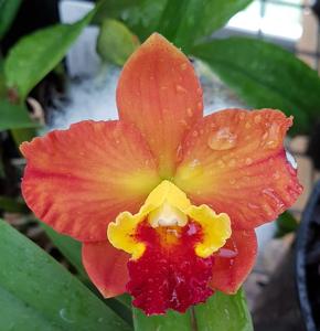 Rhyncholaeliocattleya China Dragon