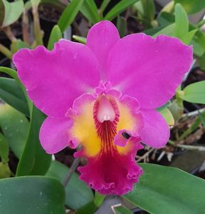 Rhyncholaeliocattleya Dendi's Storm