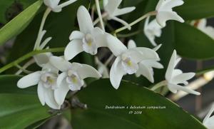 Dendrobium delicatum