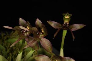 Chiloglottis pescottiana