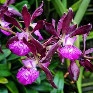 Encyclia Orchid Jungle