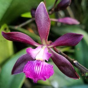 Encyclia Orchid Jungle