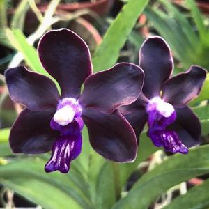 Vanda Motes Purple Rain