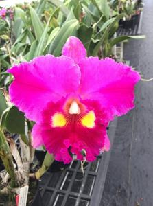 Rhyncholaeliocattleya Marsha T. Tsuruda