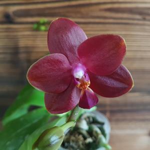 Phalaenopsis Zheng Min Ruby