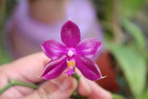 Phalaenopsis Su-An Super Star