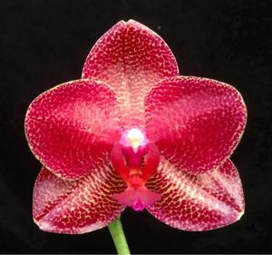 Phalaenopsis Mituo Sun