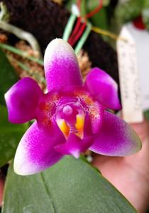 Phalaenopsis Vio Vio