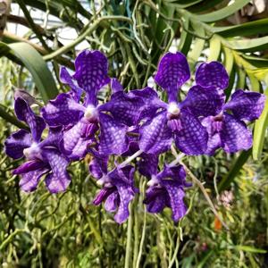 Vanda Violeta