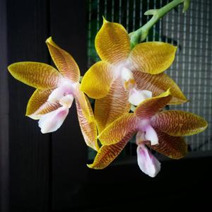 Phalaenopsis Frenchy's Plastic Yellow