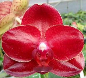 Phalaenopsis Miro Sun