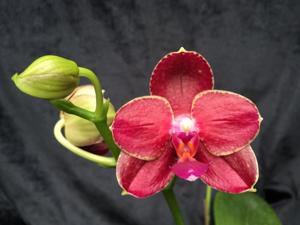 Phalaenopsis Pylo's Sun