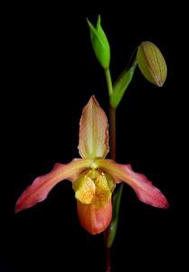 Phragmipedium Portelet