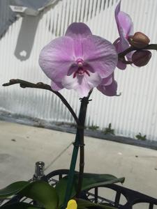 Phalaenopsis Tying Shin Eastern Star