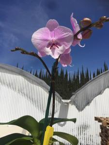 Phalaenopsis Tying Shin Eastern Star