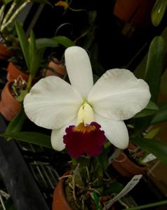 Cattleya Imperial Charm