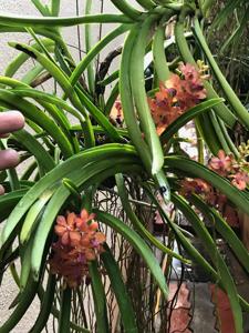 Vandachostylis Sagarik