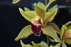 Cymbidium Kalimpong