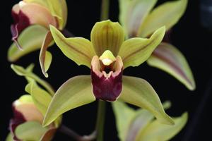 Cymbidium Kalimpong