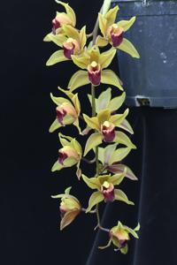 Cymbidium Kalimpong