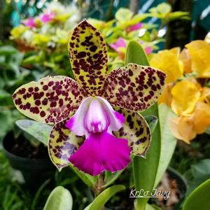 Cattleya Green Emerald