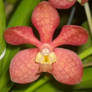 Vanda Siriratana