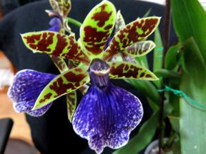 Zygopetalum Advance Australia