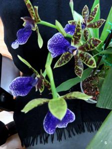 Zygopetalum Advance Australia