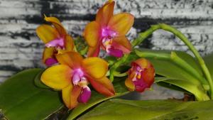 Phalaenopsis LD's Bear King