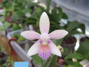 Phalaenopsis lindenii-cochlearis