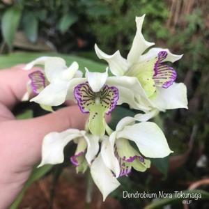 Dendrobium Nora Tokunaga