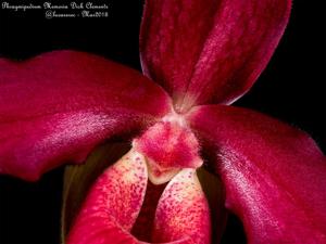 Phragmipedium Memoria Dick Clements