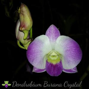 Dendrobium Burana Crystal