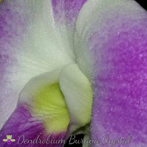 Dendrobium Burana Crystal