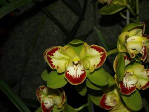 Cymbidium Vidar