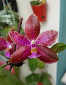 Phalaenopsis Chienlung Super Eagle-lueddemanniana