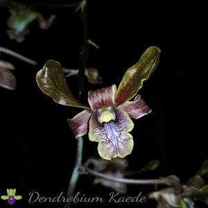 Dendrobium Kaede