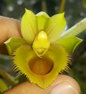 Catasetum valdisonianum