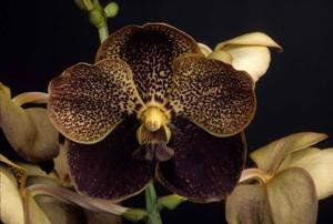 Vanda Foxy Lady