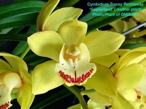 Cymbidium Tracey Reddaway