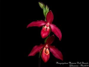 Phragmipedium Memoria Dick Clements