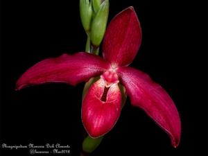 Phragmipedium Memoria Dick Clements