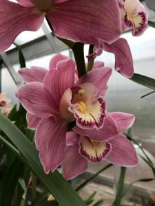 Cymbidium Beauport