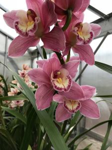 Cymbidium Beauport