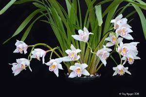 Cymbidium Tussock