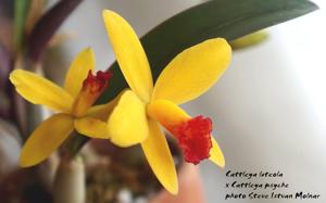 Cattleya Yellow Doll